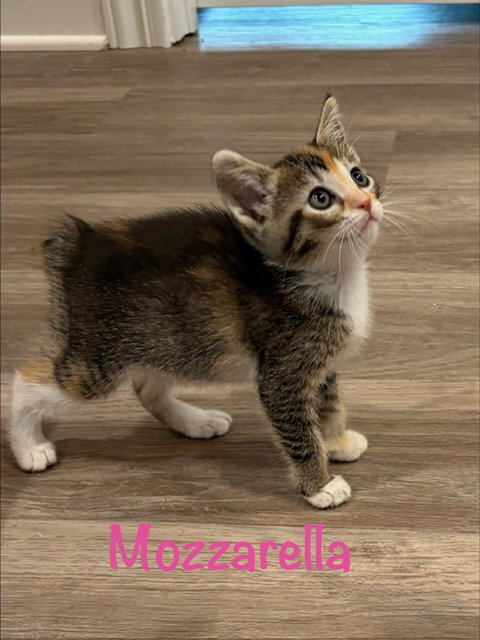 Mozzarella