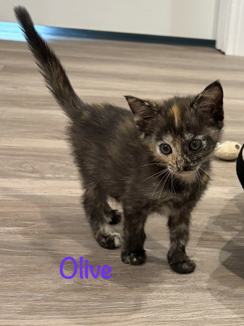 Olive, an adoptable Domestic Short Hair in St. Johns, FL