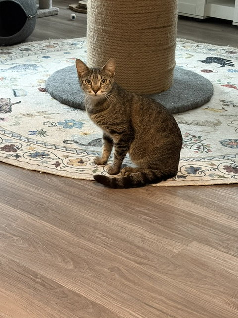 Nena, an adoptable Domestic Short Hair in St. Johns, FL