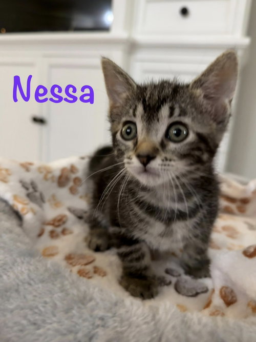 Nessa, an adoptable Domestic Short Hair in St. Johns, FL