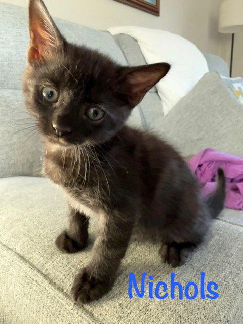 Nichols, an adoptable Domestic Short Hair in St. Johns, FL