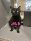 Little B