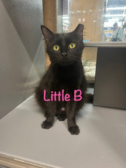 Little B
