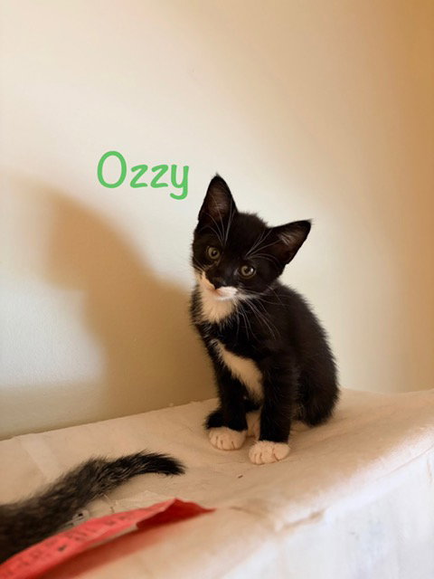 Ozzy, an adoptable Domestic Short Hair in St. Johns, FL