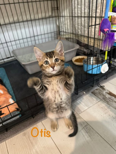 Otis