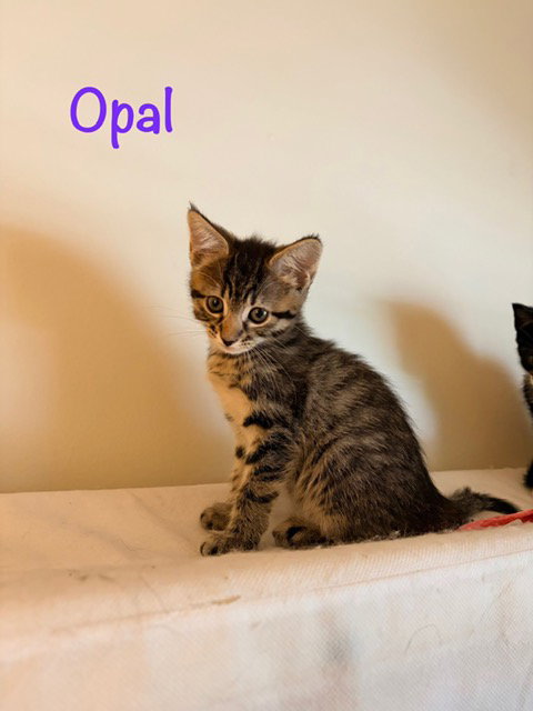 Opal, an adoptable Domestic Short Hair in St. Johns, FL