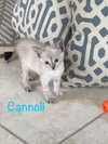 Cannoli