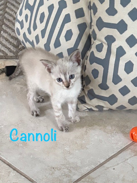Cannoli, an adoptable Siamese in St. Johns, FL