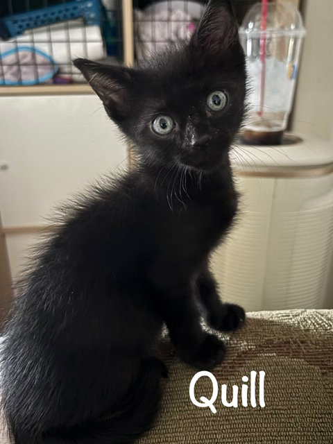 Quill, an adoptable Domestic Short Hair in St. Johns, FL