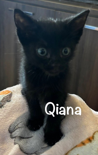 Quiana, an adoptable Domestic Short Hair in St. Johns, FL
