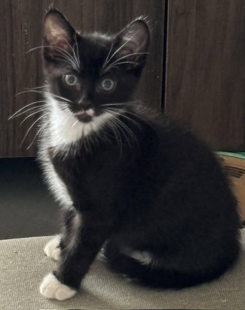 Murphy, an adoptable Domestic Short Hair in St. Johns, FL