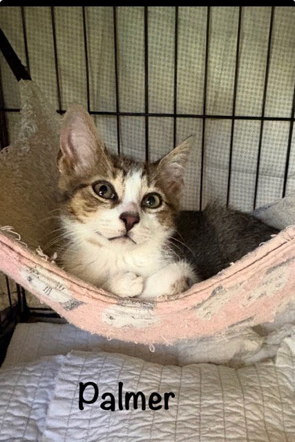 Palmer, an adoptable Domestic Short Hair in St. Johns, FL