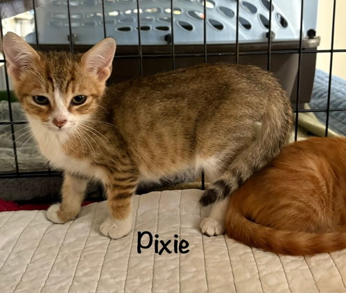 Pixie, an adoptable Domestic Short Hair in St. Johns, FL
