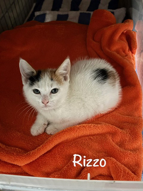 Rizzo