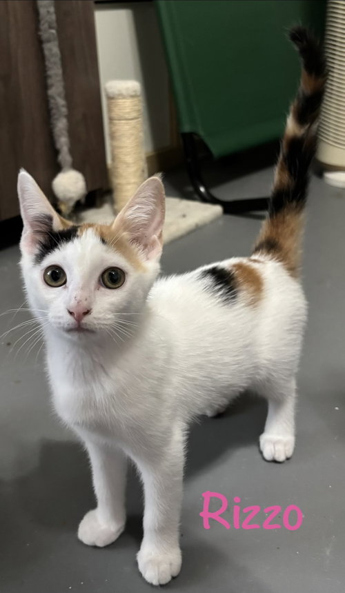 Rizzo, an adoptable Calico in St. Johns, FL