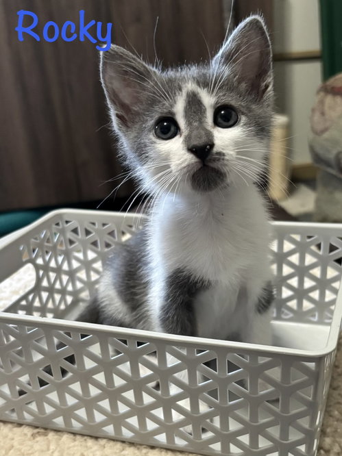 Rocky, an adoptable Domestic Short Hair in St. Johns, FL