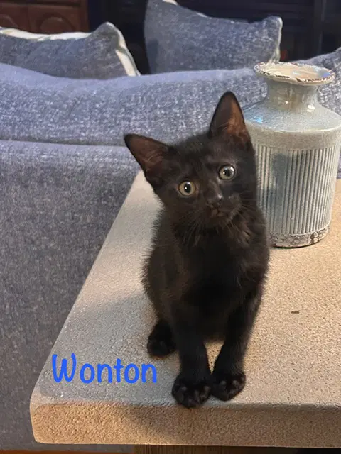 Wonton - Domestic Short Hair