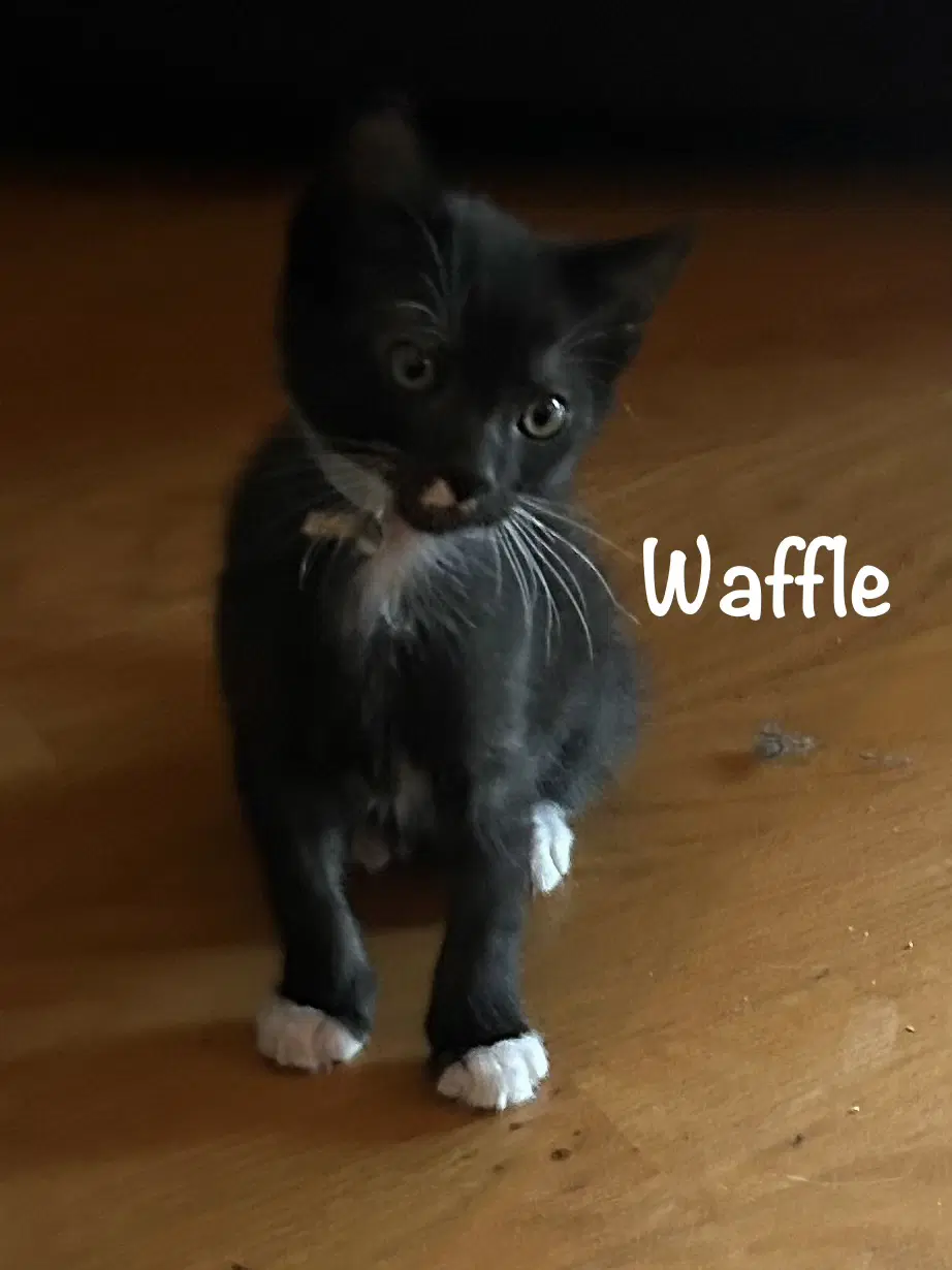 Waffle - Domestic Short Hair