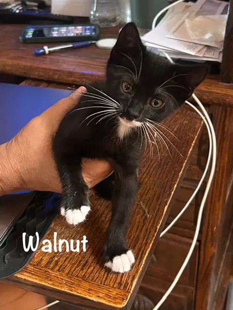 Walnut - Domestic Short Hair
