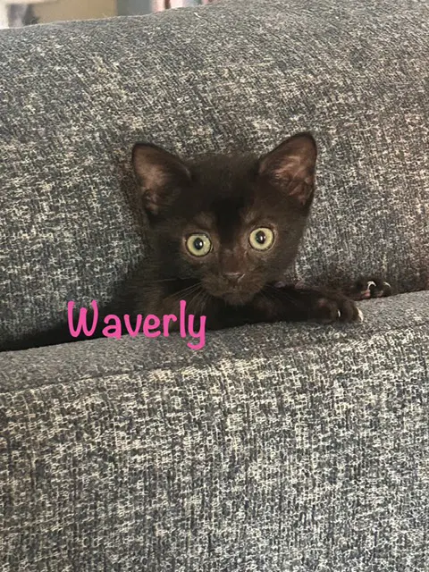 Waverly - Domestic Short Hair