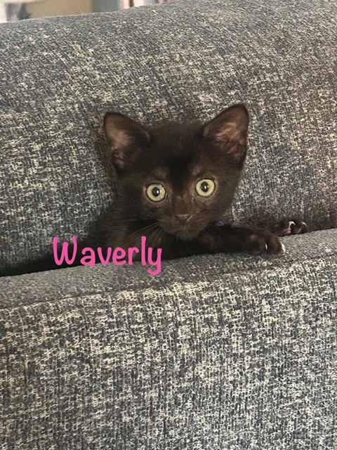Waverly