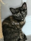 Zora