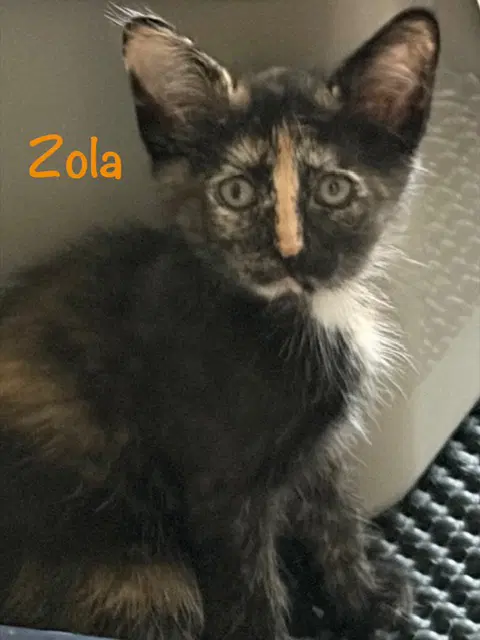 Zola - Tortoiseshell