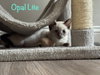 Opal Lite