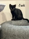 Jack