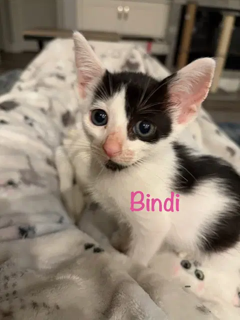 Bindi - Domestic Short Hair