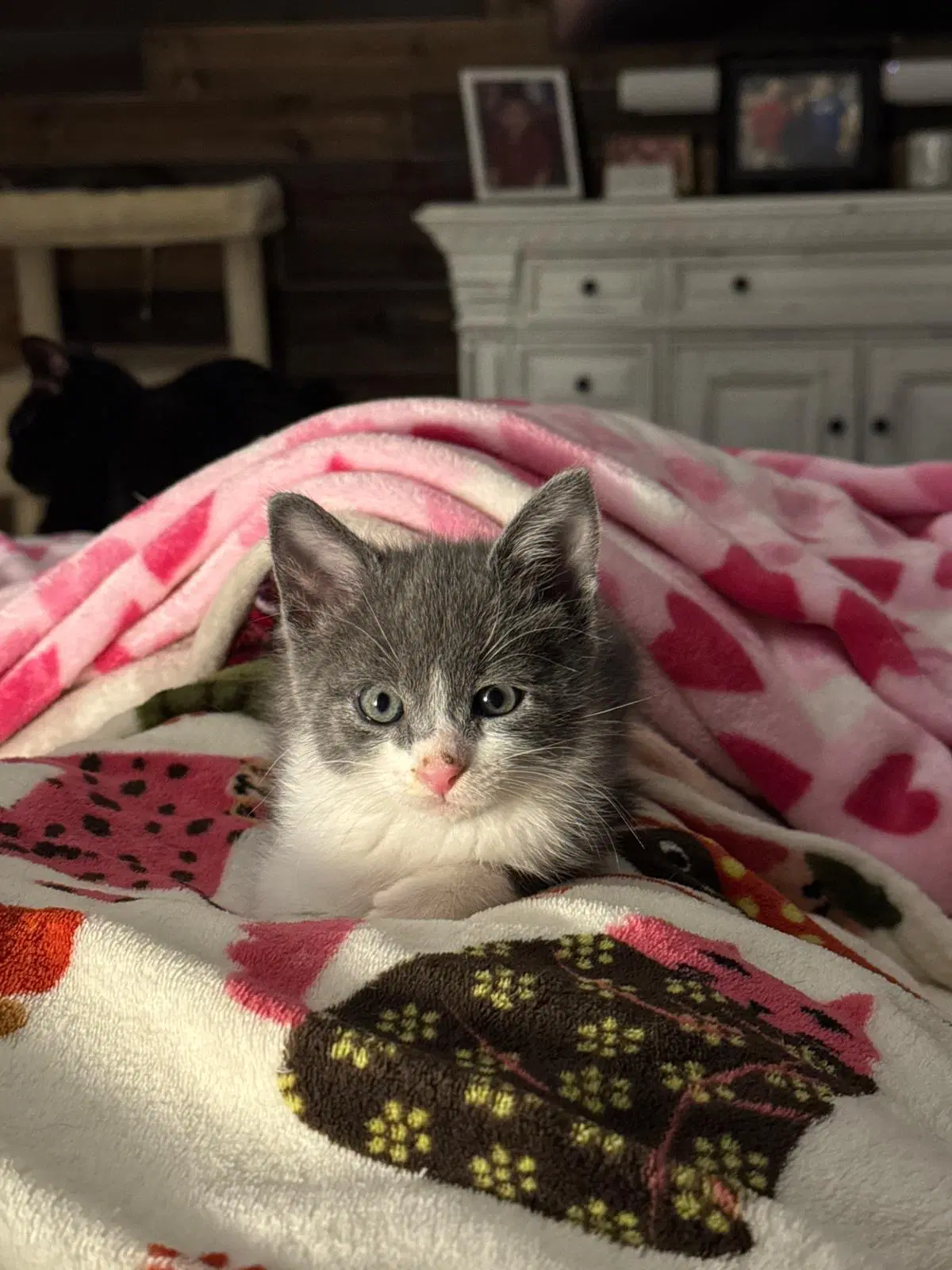 Diego - Domestic Short Hair