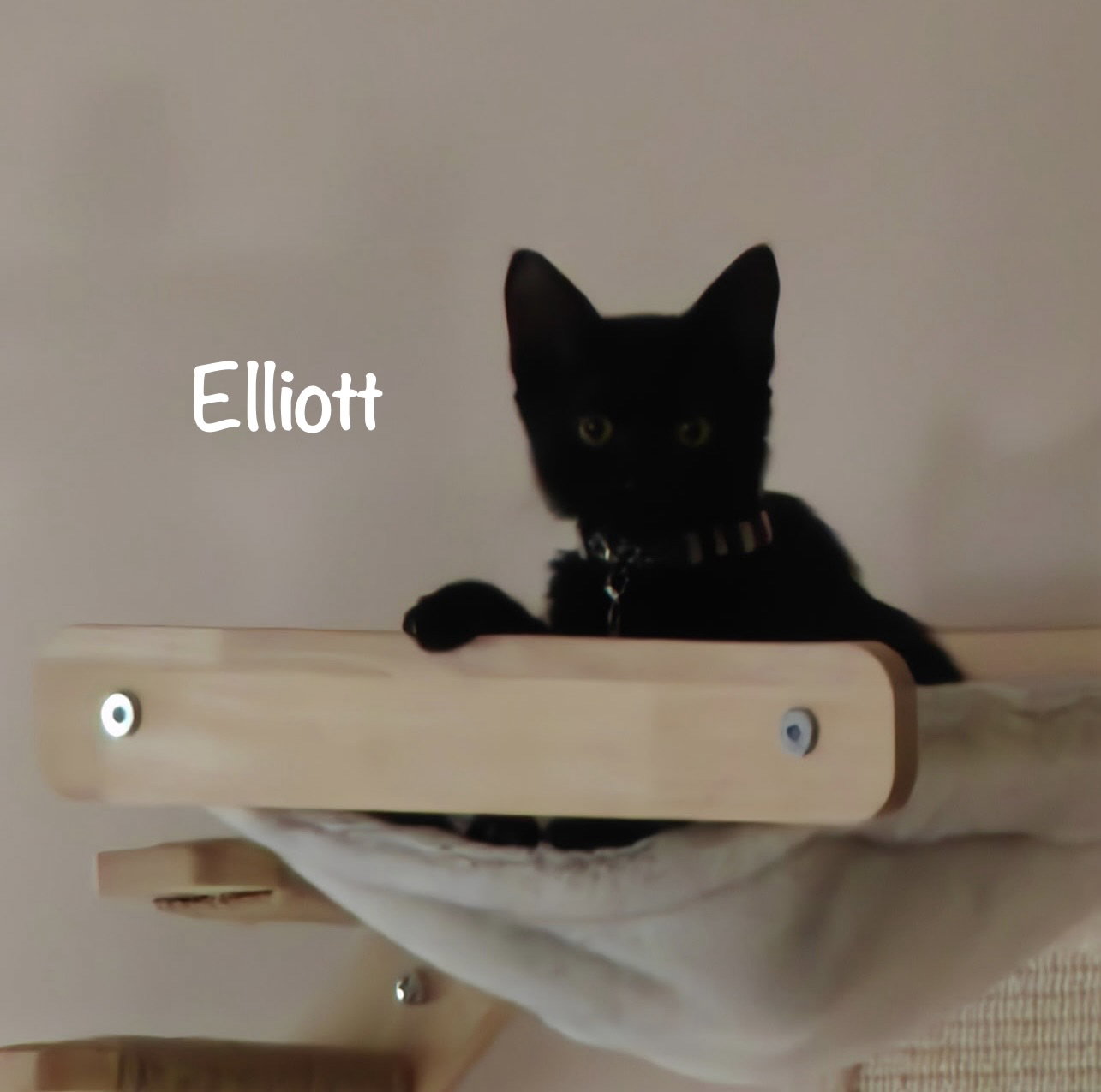 Elliott, Domestic Short Hair