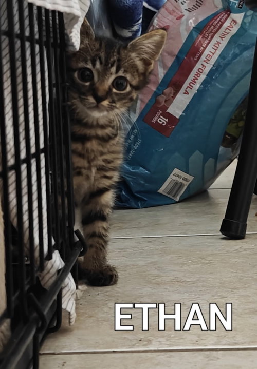 Photo 2 of Ethan
