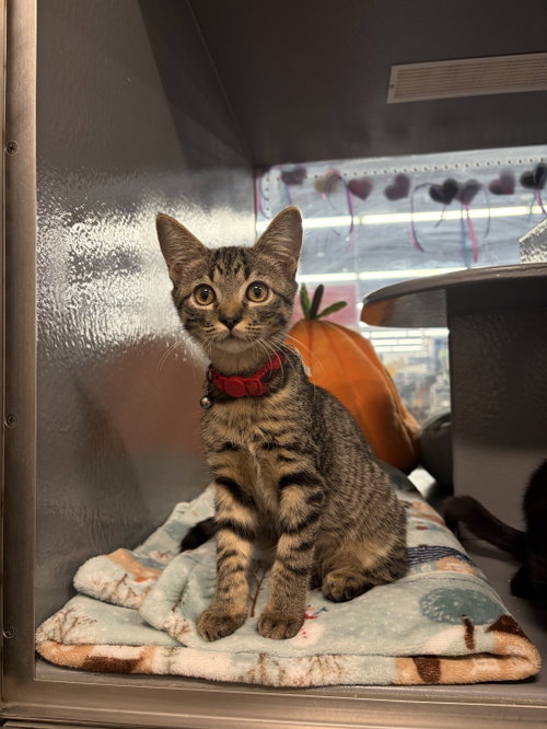 Ethan, a cat for adoption from Kitty Chicks Rescue Corporation