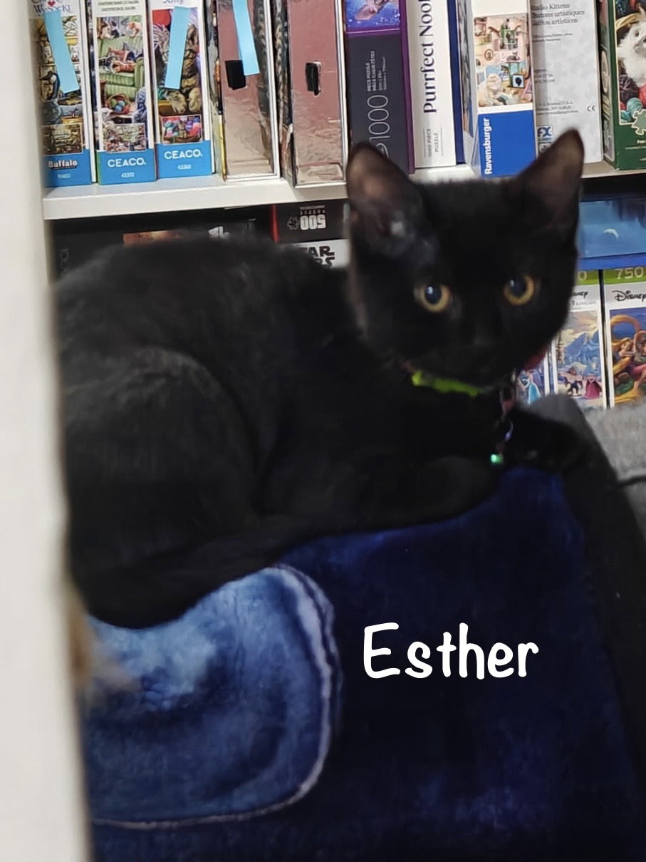 Esther, Domestic Short Hair