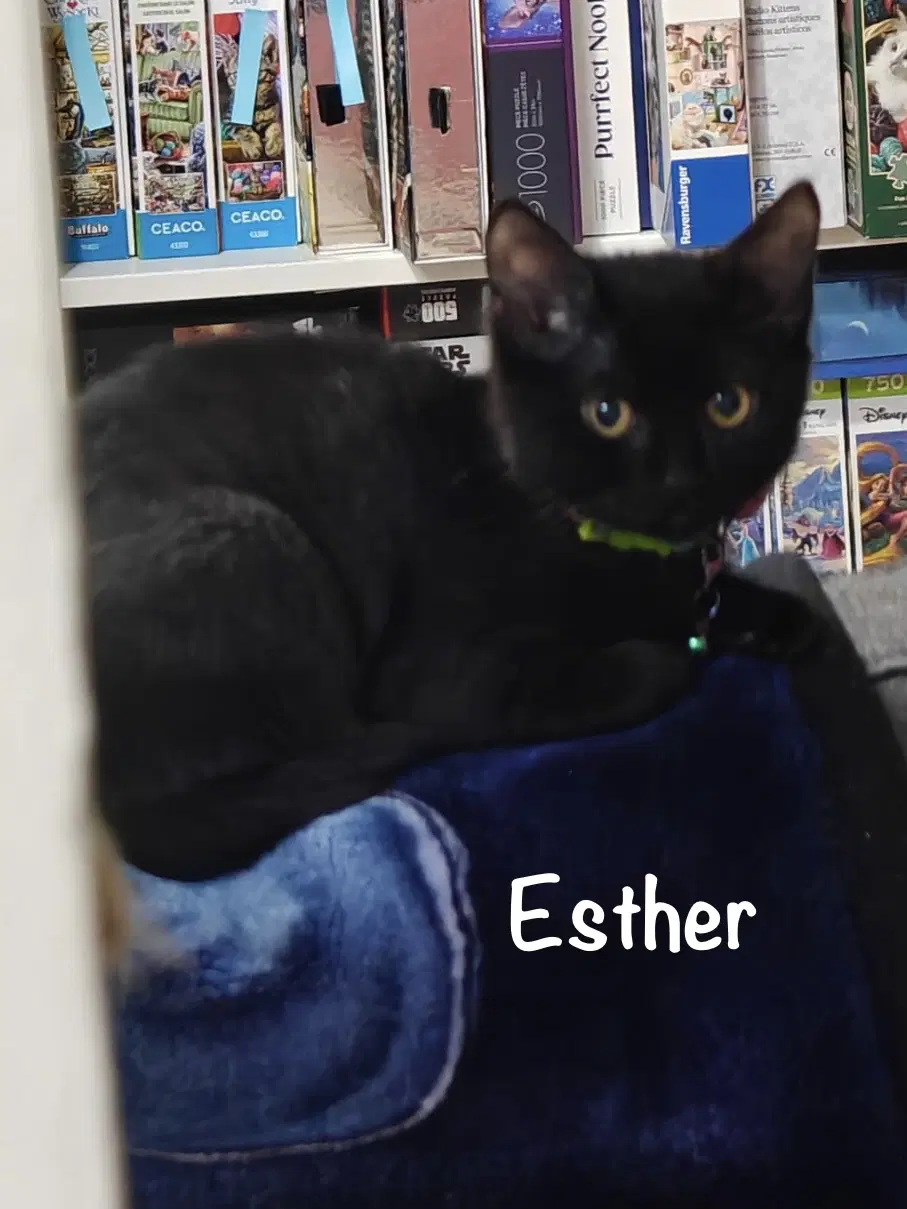 Esther - Domestic Short Hair