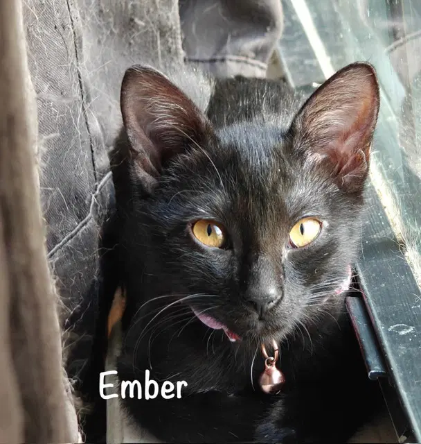 Ember - Domestic Short Hair