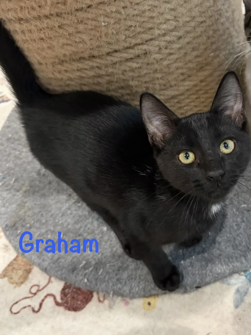 Graham
