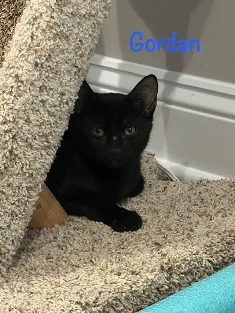 Gordan - Domestic Short Hair