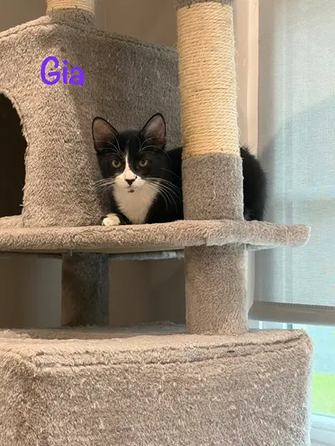 Gia - Domestic Short Hair