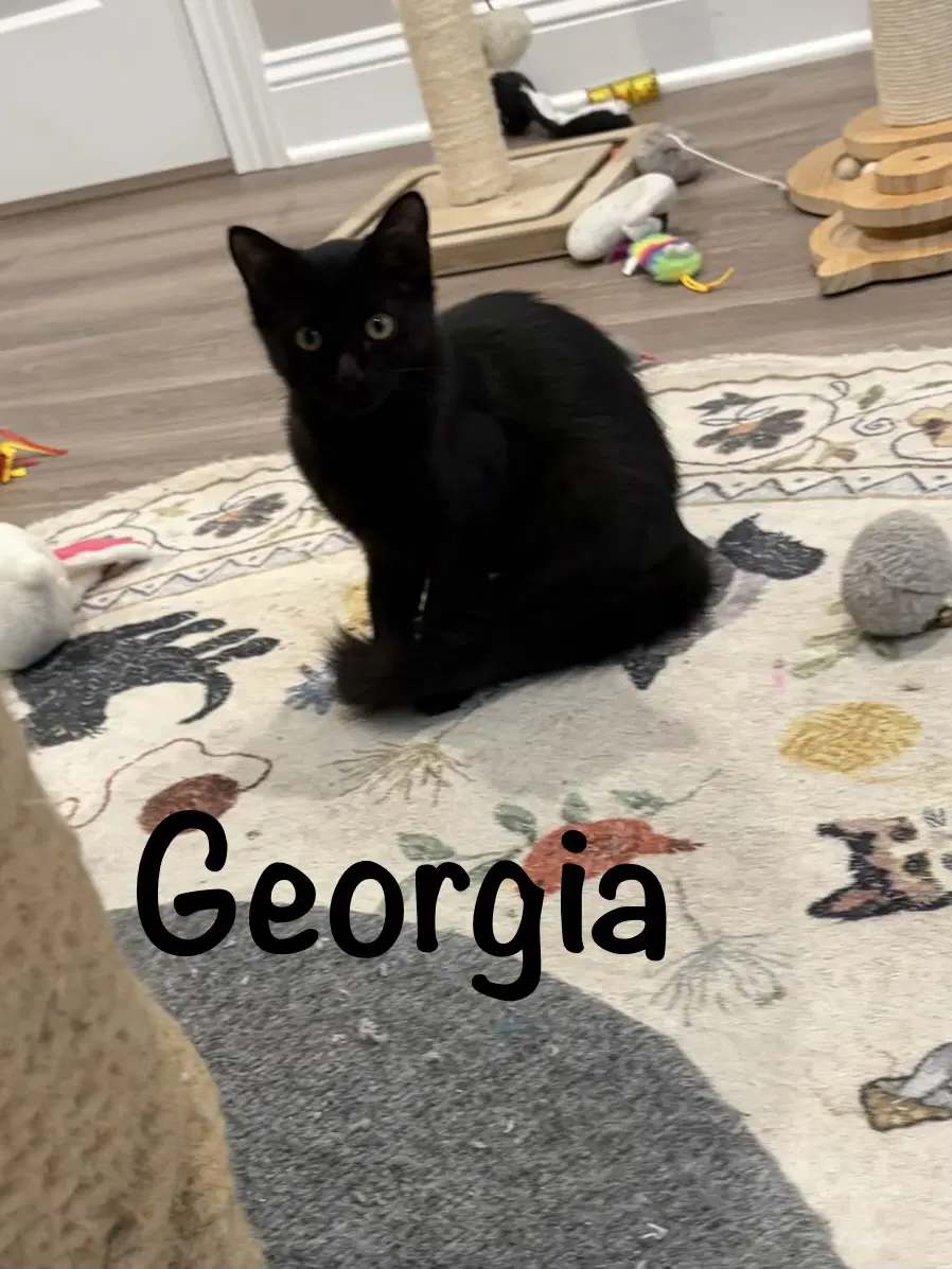 Georgia - Domestic Short Hair
