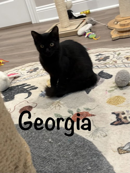 Georgia, a cat for adoption from Kitty Chicks Rescue Corporation