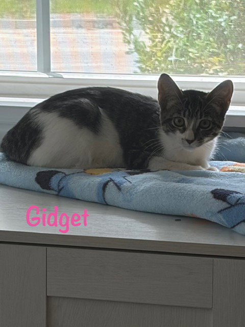 Gidget, Domestic Short Hair