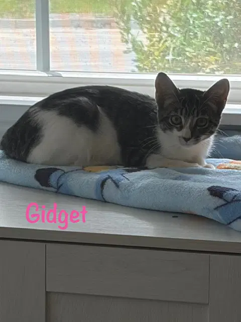 Gidget - Domestic Short Hair