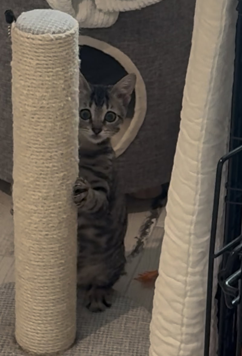 Jaren, a male kitten up for adoption