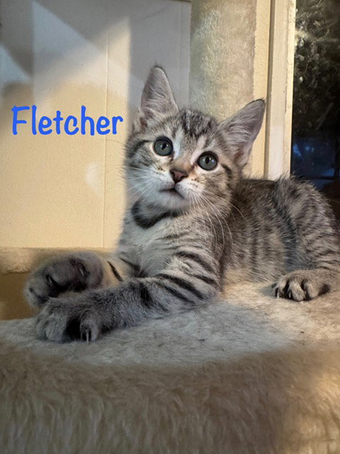 Fletcher, a cat for adoption from Kitty Chicks Rescue Corporation