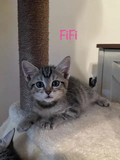 Fifi - Domestic Short Hair