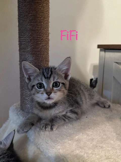 Fifi