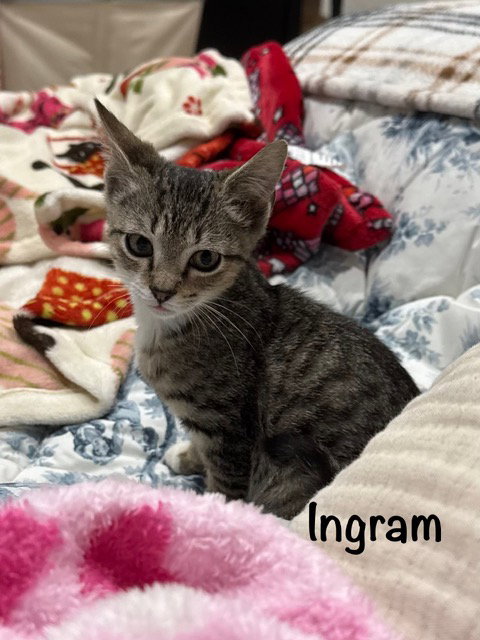 Ingram, a cat for adoption from Kitty Chicks Rescue Corporation