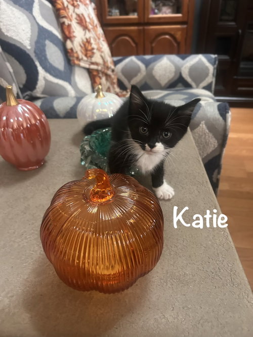 Katie, a cat for adoption from Kitty Chicks Rescue Corporation